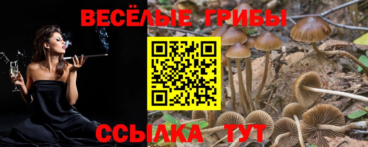 Псилоцибиновые грибы прущие грибы Сертолово
